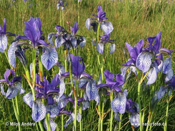 Iris sibirica