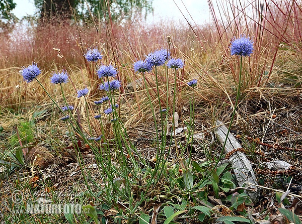 Jasione montana