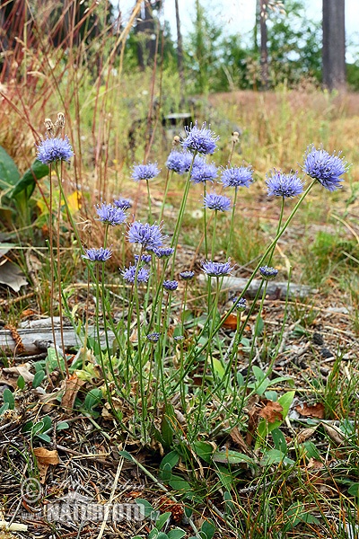 Jasione montana