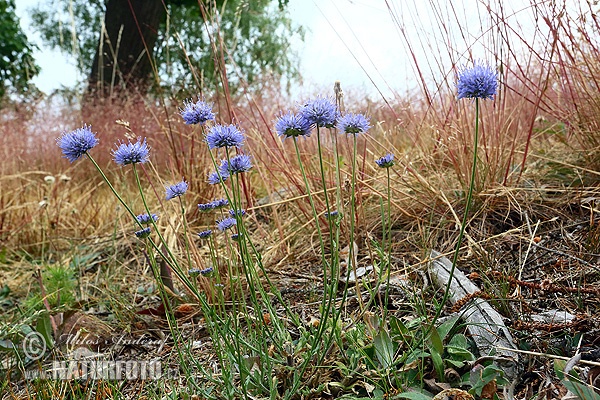 Jasione montana