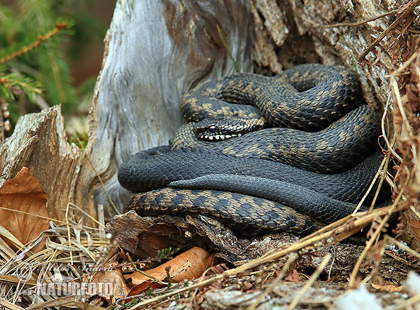 Keresztes vipera