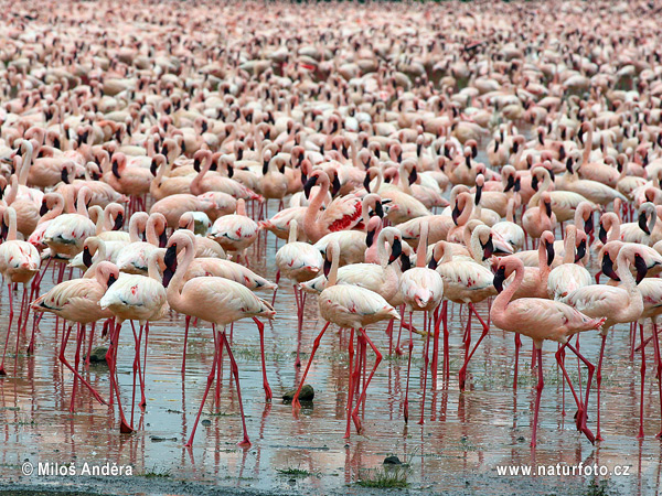 Kleine flamingo