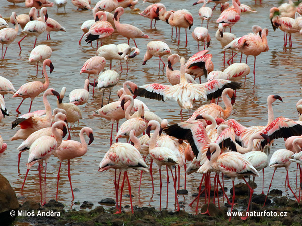 Kleine flamingo