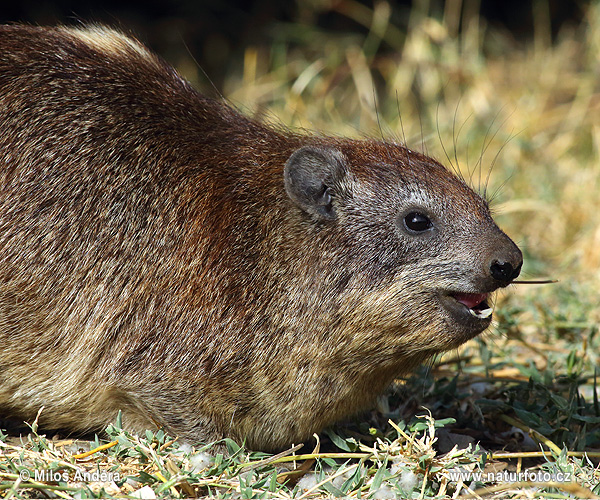 Klipphyrax