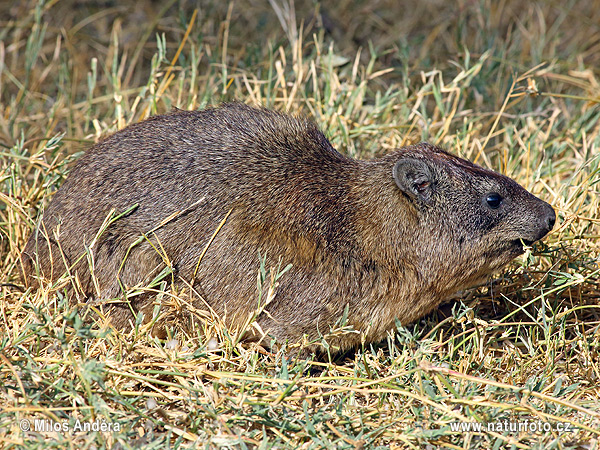 Klipphyrax