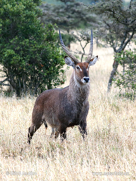 Kobus ellipsiprymnus