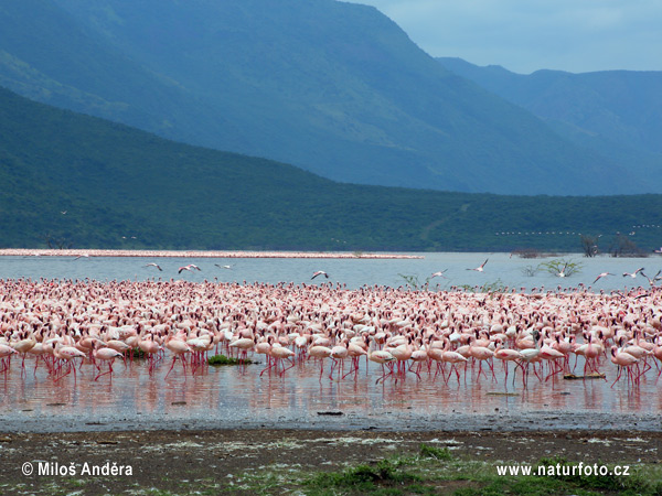 Küçük flamingo