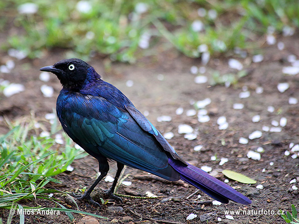 Lamprotornis purpuropterus