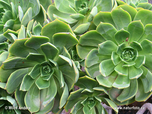 Lanzarote Giant Houseleek (Aeonium lancerottense)
