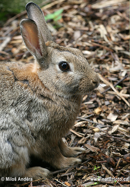 Lapin de garenne