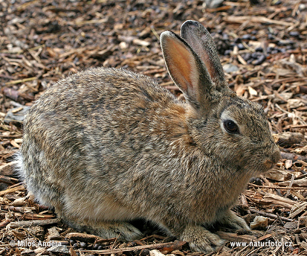 Lapin de garenne