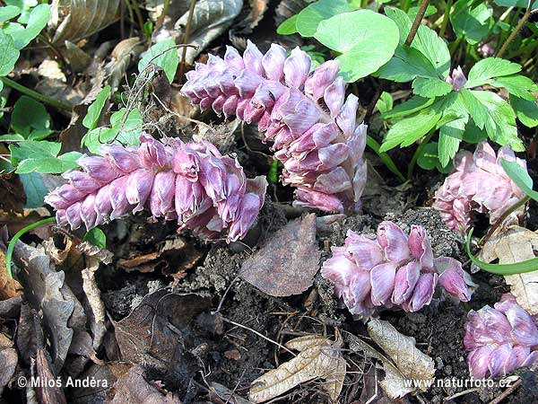 Lathraea squamaria