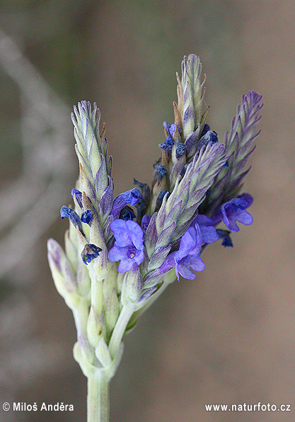 Lavandula pinnata