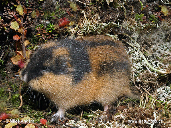 Lemming des toundras, de Norvège