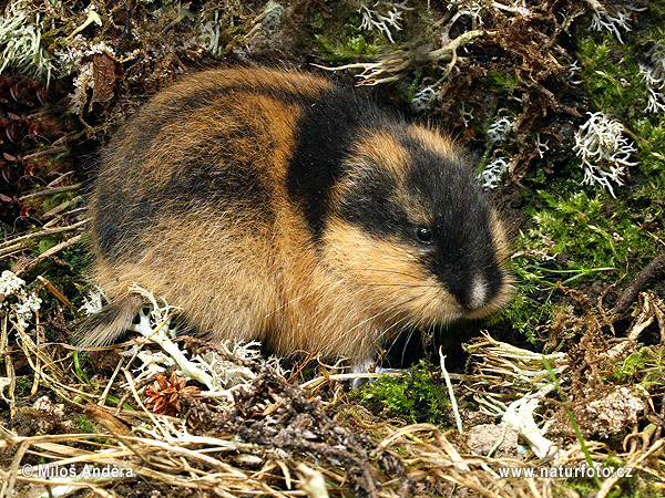 Lemming des toundras, de Norvège