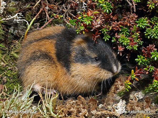 Lemming des toundras, de Norvège