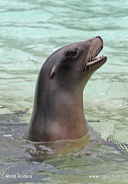 León marino de California