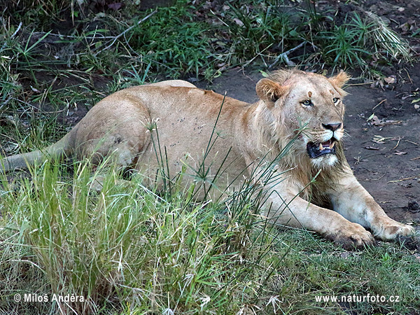 Leono