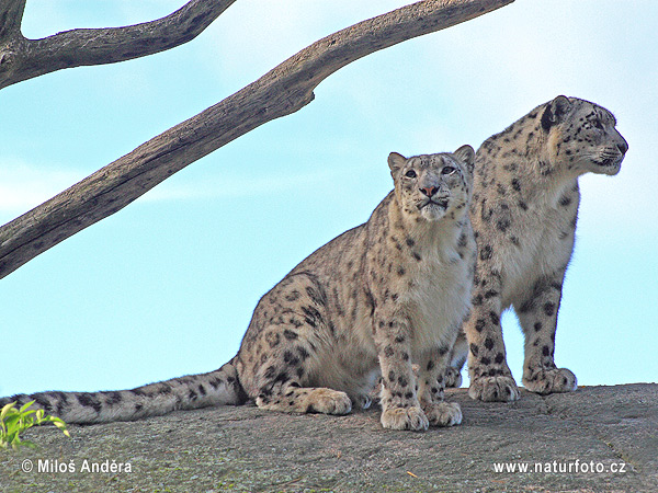 Leopardo de las nieves