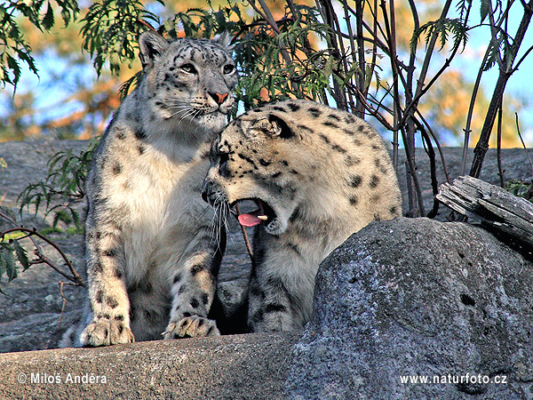 Leopardo de las nieves