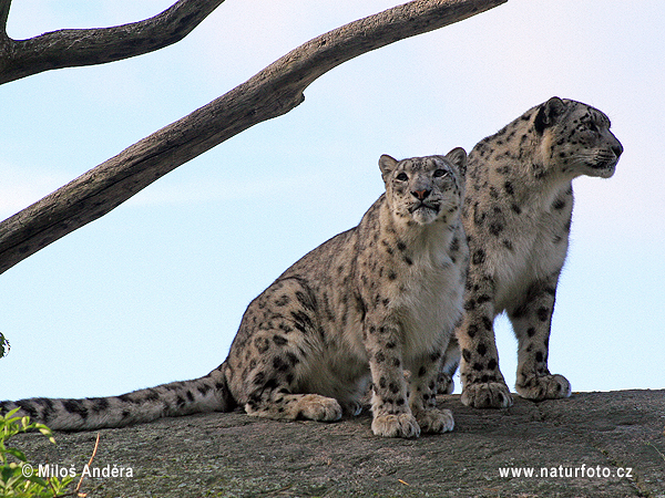 Leopardo de las nieves