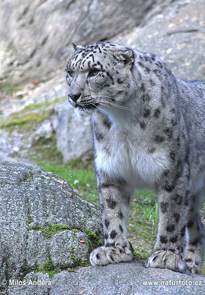 Leopardo delle nevi