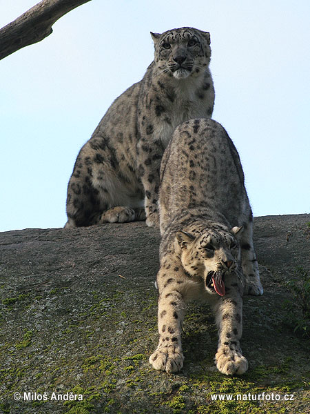 Leopardo delle nevi