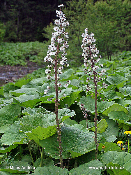 Lepiężnik różowy