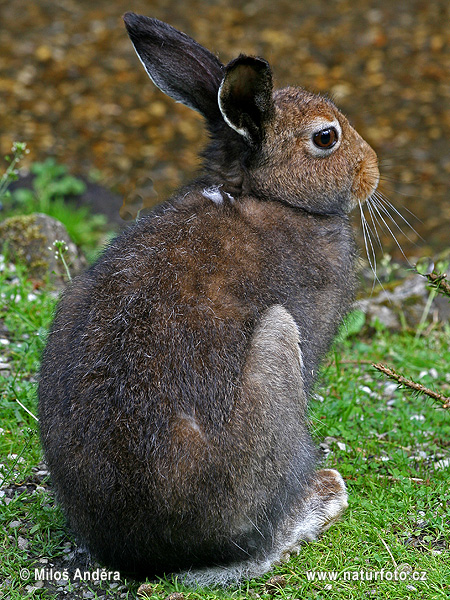 Lepus timidus