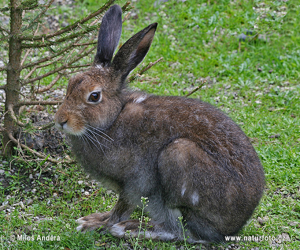 Lepus timidus