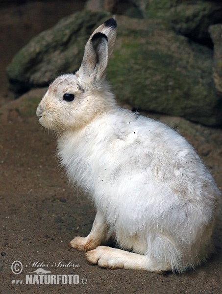 Lepus timidus