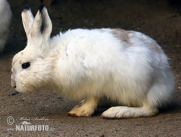 Lepus timidus