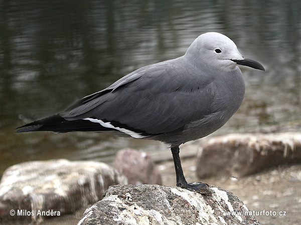 Leucophaeus modestus