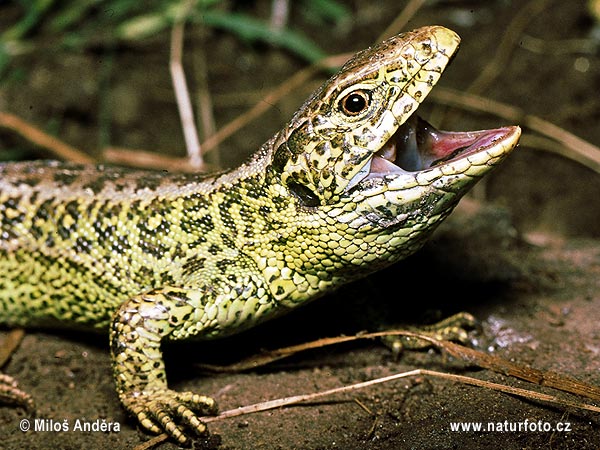 Lézard des souches