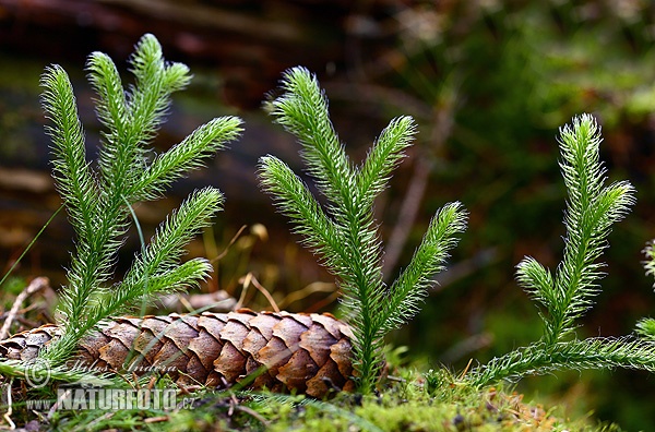 Licopodio officinale