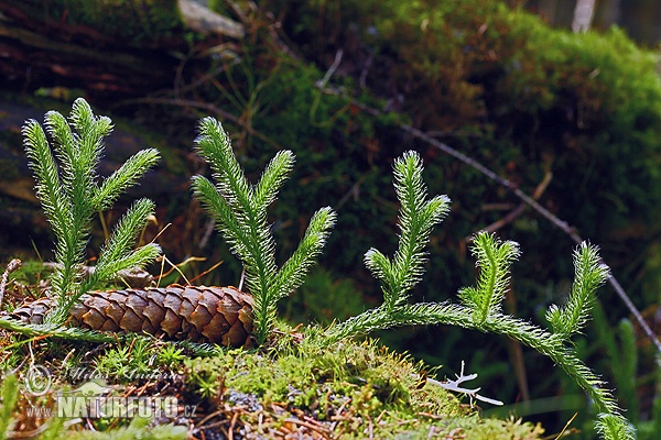 Licopodio officinale