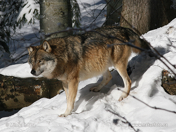 Lobo