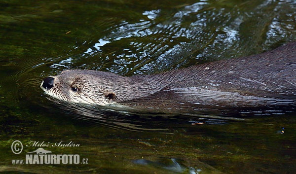 Lontra canadensis