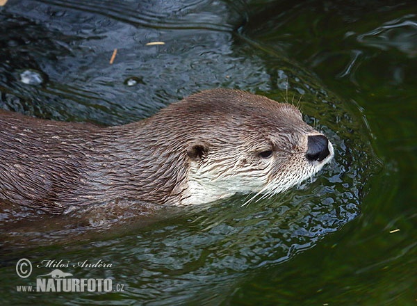 Lontra canadensis