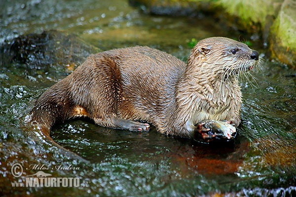 Lontra canadensis