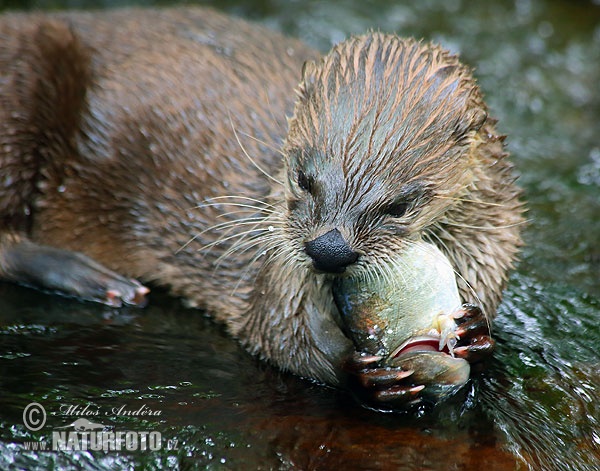 Lontra canadensis