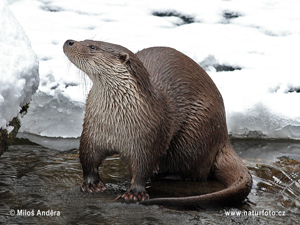 Lontra europea