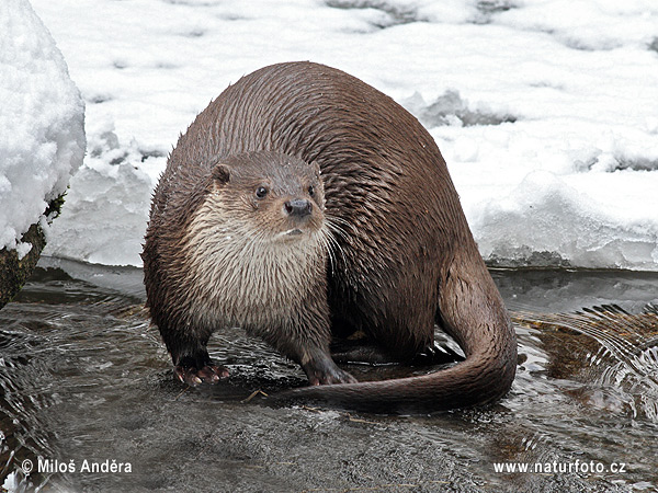 Lontra europea