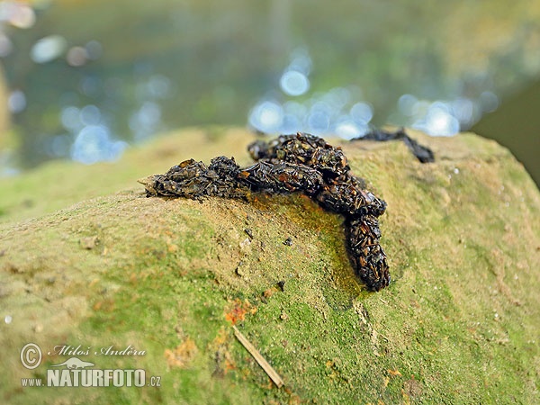 Lontra europea