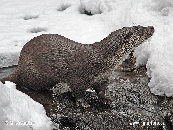 Loutre d'Europe