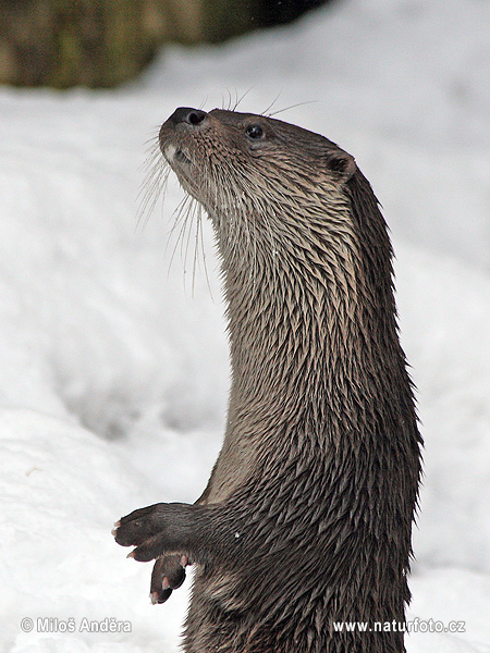 Loutre d'Europe