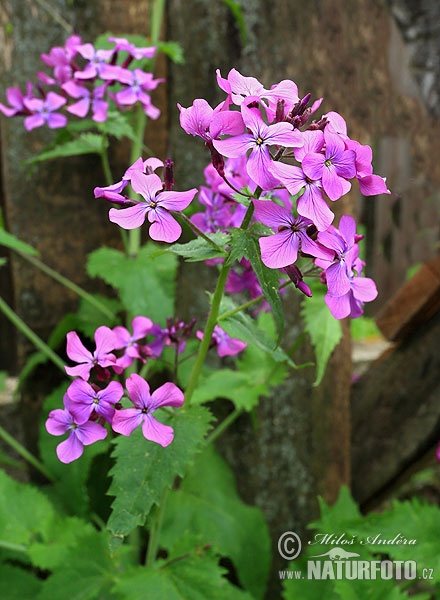 Lunaria annua