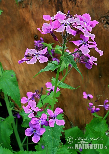 Lunaria annua