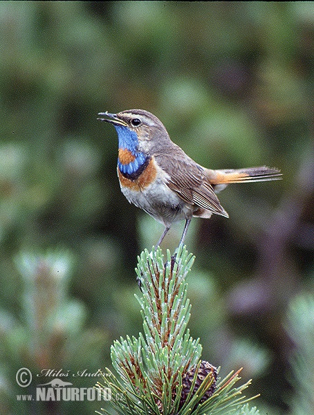 Luscinia svecica svecica