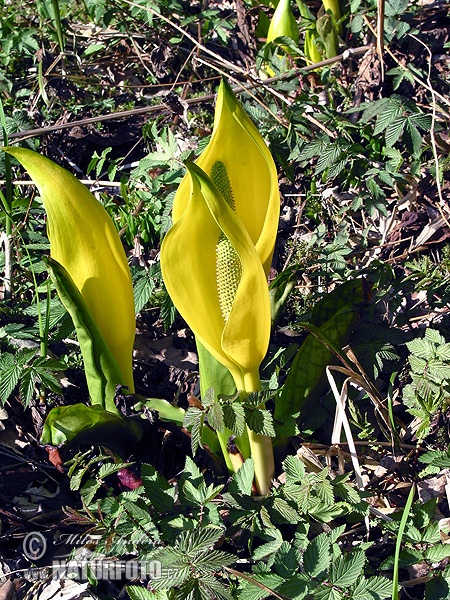 Lysichiton americanus